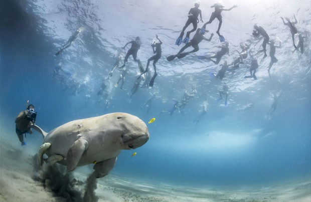O concurso chega a sua 49ª edição este ano e recebe inscrições tanto de fotógrafos profissionais quanto amadores. Toda vez que um dugongo se alimenta na baía de Marsa Alam, no Egito, mergulhadores se reúnem para vê-lo. Na ocasião, o americano Douglas Seif (Foto: Douglas Seifert)