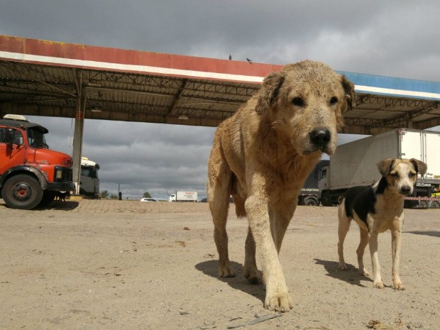 Cães andam em posto desativado na Castello Branco (Foto: Jomar Bellini/G1)