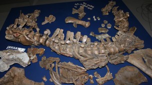 Réptil de 3 a 3,5 metros era pequeno em relação a outros plesiossauros (Foto: BBC)