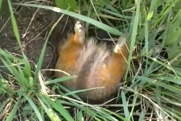 Esquilo 'gordinho' fica preso em entrada de toca na Rússia (Foto: Reprodução)