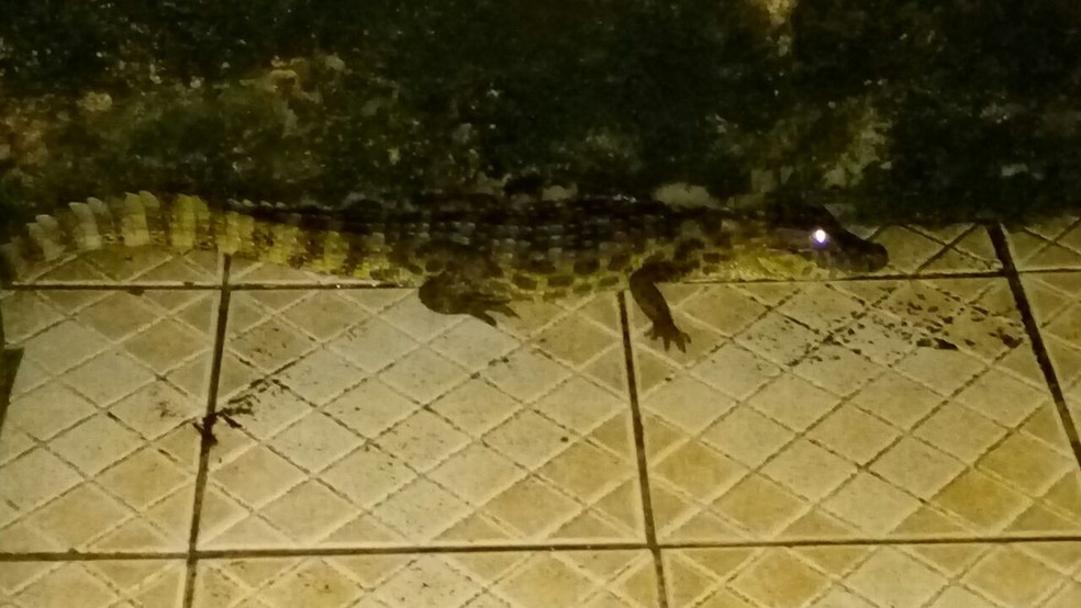 Segundo moradora, jacar&eacute; estava acuado em um corredor (Foto: Reprodu&ccedil;&atilde;o/WhatsApp)
