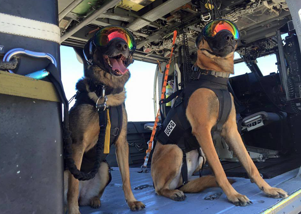 Cães da Guarda Costeira dos EUA usam óculos 'estilosos' em treino (Foto: U.S. Coast Guard Maritime Safety & Security Team/Facebook)