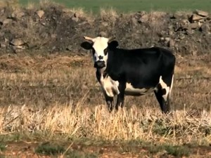 Prejuízo é grande entre pecuaristas devido à falta de pastagem (Foto: Reprodução/RBS TV) Prejuízo é grande entre pecuaristas devido à falta de pastagem (Foto: Reprodução/RBS TV)