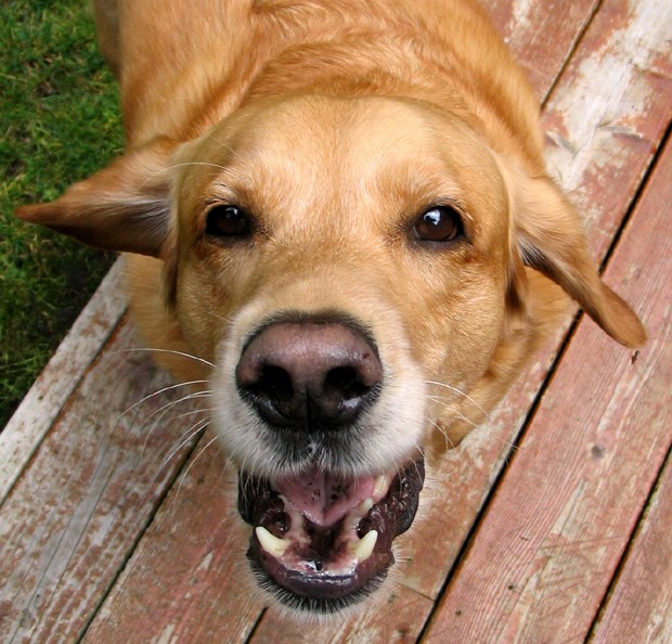 Agosto: o “Mês do Cachorro Louco (Foto: Shutterstock)