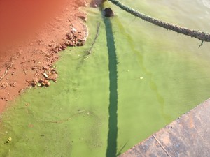 Algas deixam trechos do Rio Tapajós com coloração verde (Foto: Luana Leão/G1)
