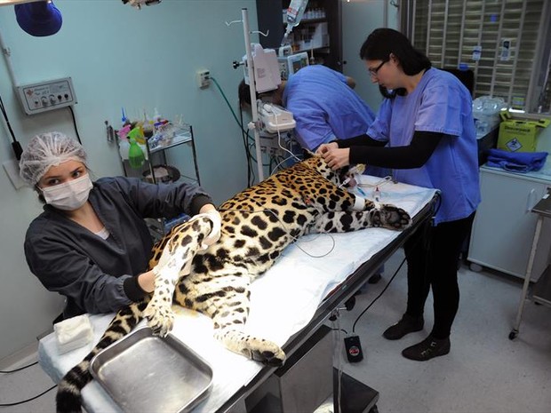 Anima recebeu células-tronco para auxilar na recuperação (Foto: Everson Bressan/SMCS)