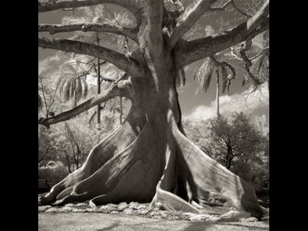 Foto mostra mafumeira, também conhecida no Brasil como sumaumeira (Foto: Beth Moon/BBC) Foto mostra mafumeira, também conhecida no Brasil como sumaumeira (Foto: Beth Moon/BBC)