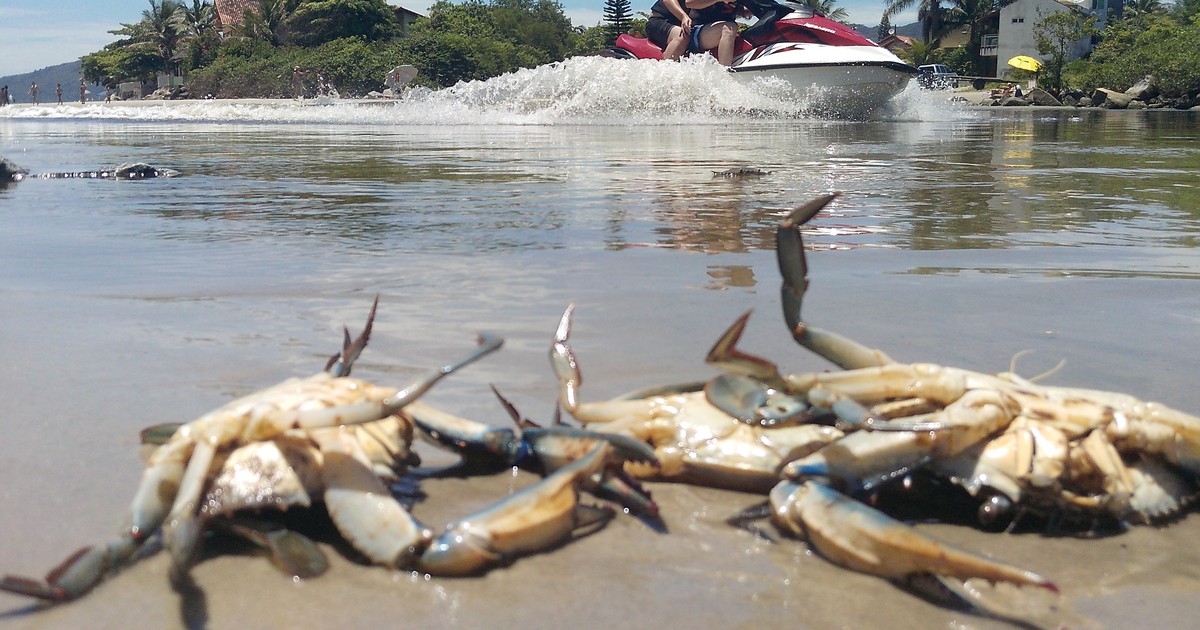 G1 Peixes e siris aparecem mortos no Rio Perequê no Litoral Norte