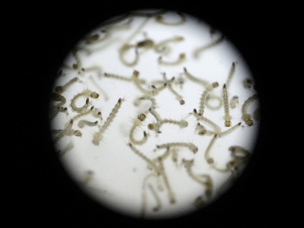 Larva do Aedes aegypti; pesquisadores da Guatemala estudam mosquito (Foto: Josue Decavele/Reuters) Larva do Aedes aegypti; pesquisadores da Guatemala estudam mosquito (Foto: Josue Decavele/Reuters)