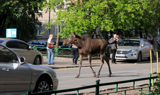 Família de alces é vista ‘passeando’ em área residencial de Moscou thumbnail