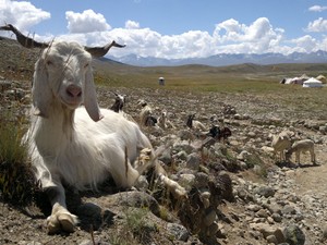 Leitor fotografou cabra perto da cidade de Skardu, no Paquistão, a 4.500 metros de altitude (Foto: João Vicente Soprana/VC no G1)