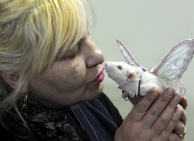 Donos de ratos levam animais para exposição na Bielorrússia (Foto: Viktor Drachev/AFP)