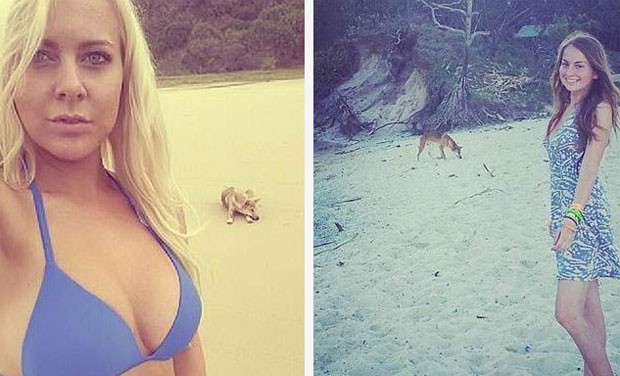 Turistas foram criticados por tirarem selfies com dingo, cão selvagem australiano, ao fundo em Fraser Island (Foto: Reprodução/Instagram)