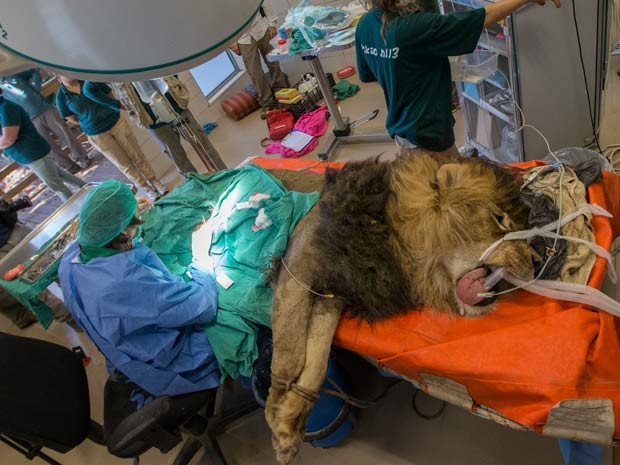 Leão Samoan, de oito anos, passa por cirurgia de duas horas para retirar tumor no estômago (Foto: AFP PHOTO / JACK GUEZ)