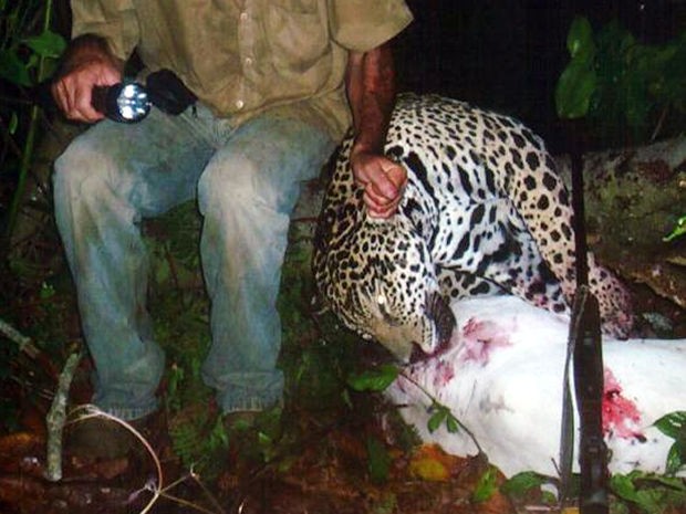 Pecuarista foi preso por matar onças; Polícia Federal divulgou imagens dos animais mortos pelo suspeito (Foto: Divulgação/Polícia Federal de MT)