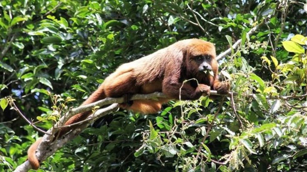 O bugio ruivo é uma das espécies mais suscetíveis ao vírus da febre amarela (Foto: Rogério Ribeiro)