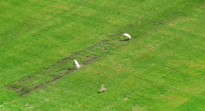 Reforma segue, e Palmeiras tem até sexta para confirmar arena no dia 13