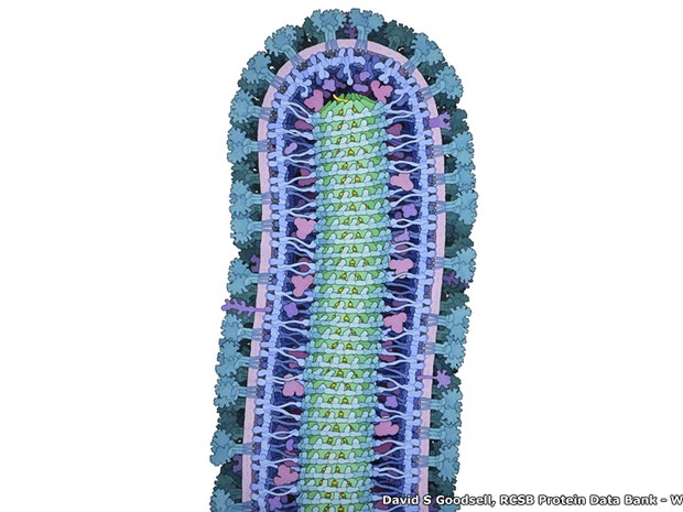 'Esta ilustração (de David S. Goodsell, do Banco de Dados de Proteínas RCSB) mostra a estrutura interna de uma partícula do vírus ebola, com o centro em três dimensões para que você possa ver as estruturas internas mais claramente', disse o artista visual (Foto: David S Goodsell, RCSB Protein Data Bank)