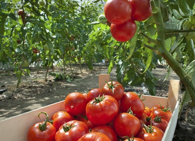 agricultura_hortifruti_tomate_ (Foto: Thinkstock)