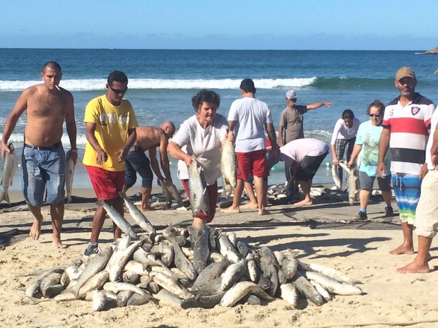 G1 Temporada da pesca da tainha começa neste domingo 1 notícias