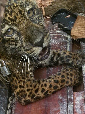 Animal foi encontrado em comunidade localizada no município de Codajás, no interior do AM (Foto: Divulgação/Ipaam)