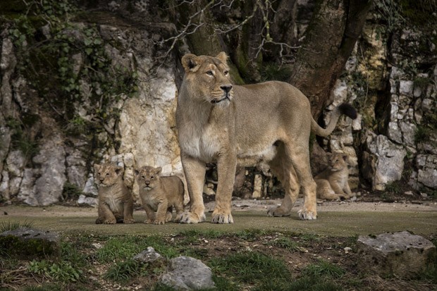 Leoa asiática Shiva cuida de seus três filhotes no zoológico de Besançon, na França (Fot AP Photo/Laurent Cipriani )