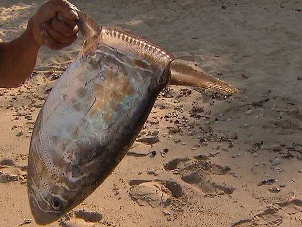 peixe lua Bahia (Foto: Reprodução TV Bahia)