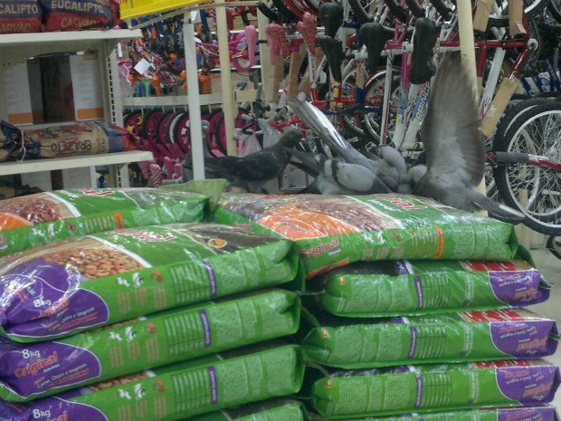 Aves em cima de pacotes de ração (Foto: G1/MS)