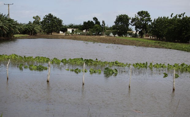 Foto de 29 de outubro mostra plantação inundada em Hoyo Colorado, região central de Cuba (Foto: Reuters)