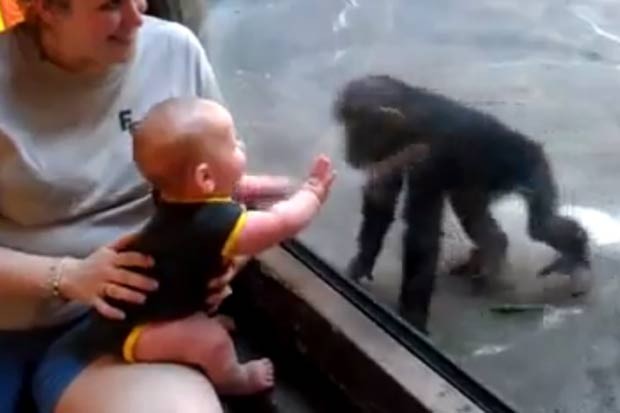 Vídeo mostra bebê e filhote de chimpanzé  'brincando'. (Foto: Reprodução)