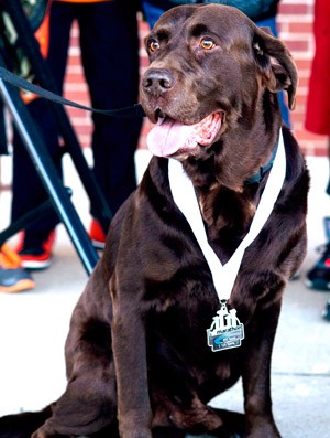 cachorro Boogie que correu maratona em Evansville (Foto: Agência AP)