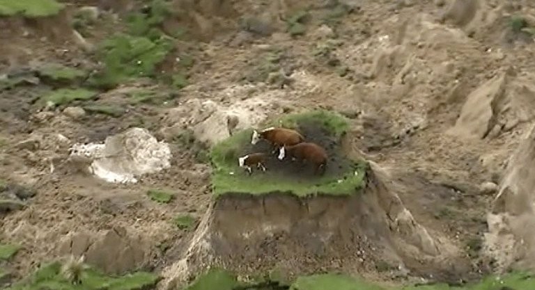 Vacas isoladas em pedaço de terra intacto