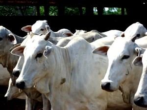 Gado foi apreendido em fazenda na região de Jangada. (Foto: Assessoria/Polícia Civil)
