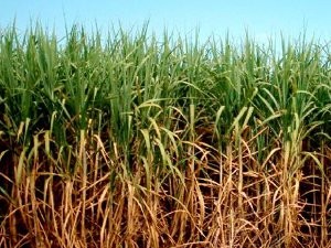 Safra da cana-de-açúcar sofreu queda de 7% em Piracicaba (Foto: Arquivo EPTV)