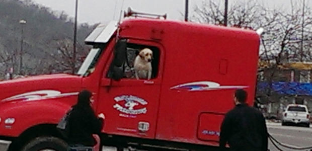 Cachorro 'motorista' provoca acidente com caminhão nos EUA (Foto: David Stegora via AP)