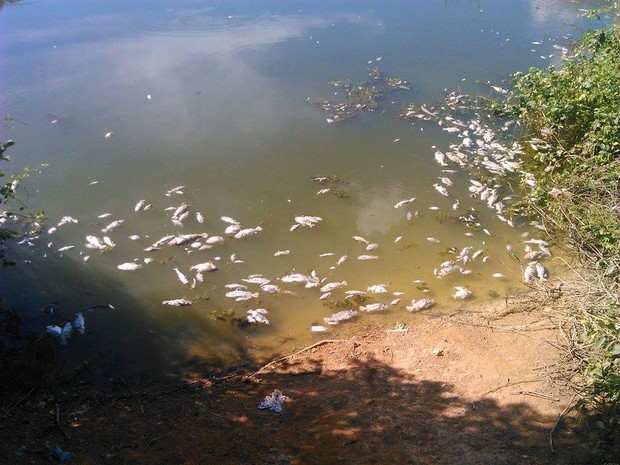 Nova mortandade de peixes foi registrada por internauta no sul do estado (Foto: Deyvid Brito/Internauta)