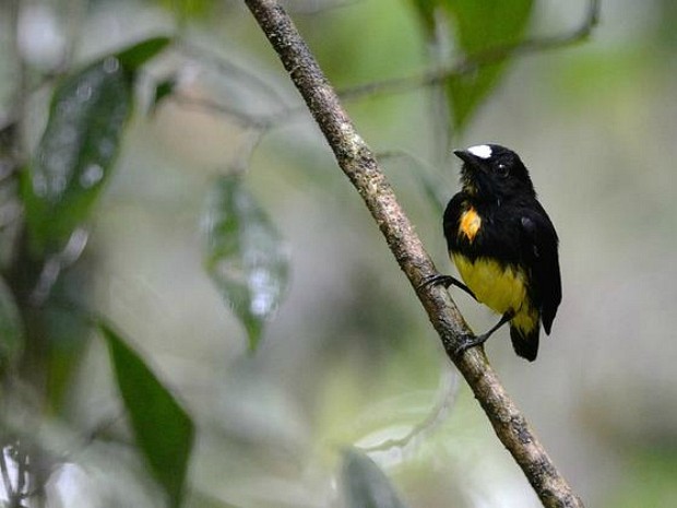 Medindo de sete a oito centímetros, o macho da espécie pode ser reconhecido pela sua cor preta com entradas branca, azul, amarela e laranja (Foto: Tiago Melo/ G1 AM)