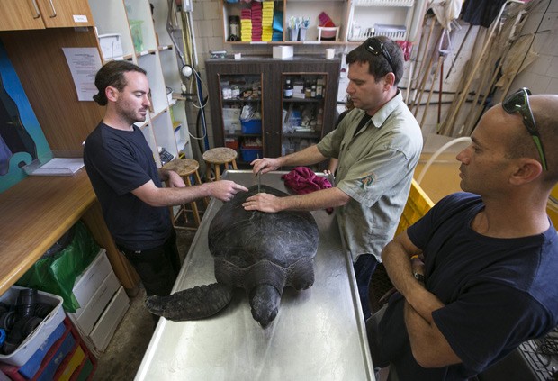 Equipe cuida da tartaruga Hofesh, que teve as duas patas esquerdas amputadas (Foto: Reuters/Baz Ratner)