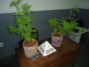 pes_maconha_24_out_13.jpg