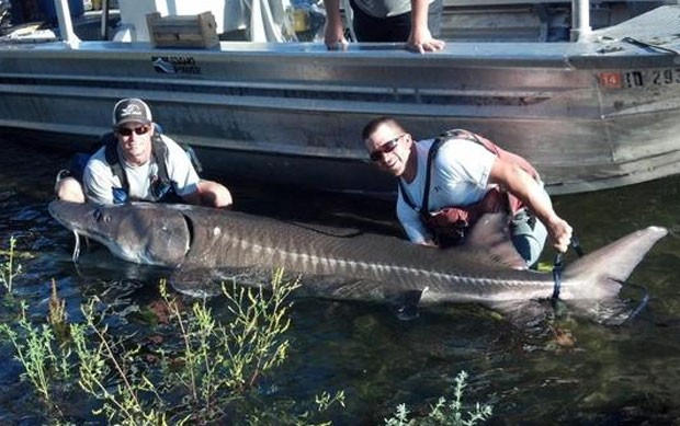 Biólogos capturam esturjão de 3 metros e 213 quilos em rio nos EUA Sem-titulo-3