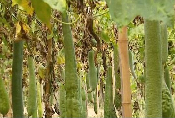 Tradição do cultivo da bucha vegetal no Sul de Minas (Foto: Reprodução EPTV)