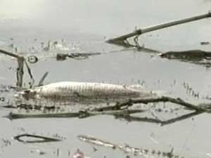 Morte dos peixes foi registrada em fevereiro de 2002 (Foto: Reprodução/TV Integração)