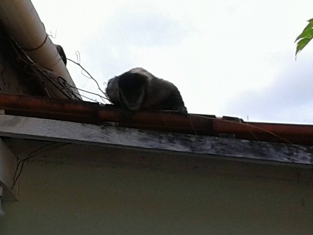 Primata chegou a puxar orelha dos cães que estavam no quintal (Fot Michel Zogno/TEM VC)