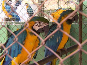 Mais de 600 animais silvestres são apreendidos por entidades na BA (Foto: Reprodução / TV Bahia)