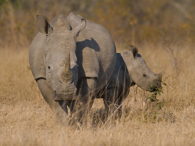 A África do Sul é um dos destinos preferidos para safári (Foto: Divulgação/ Sabi Sabi) A África do Sul é um dos destinos preferidos para safári (Foto: Divulgação/ Sabi Sabi)