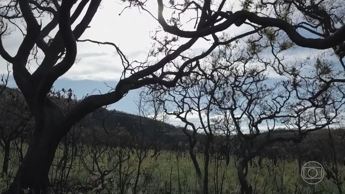 Cerrado Brasileiro Perde Mais De Da Vegeta O Nativa Que Tinha Na