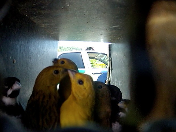 Pássaros antes de serem soltos. (Foto: Carlos Palito/TV Gazeta)