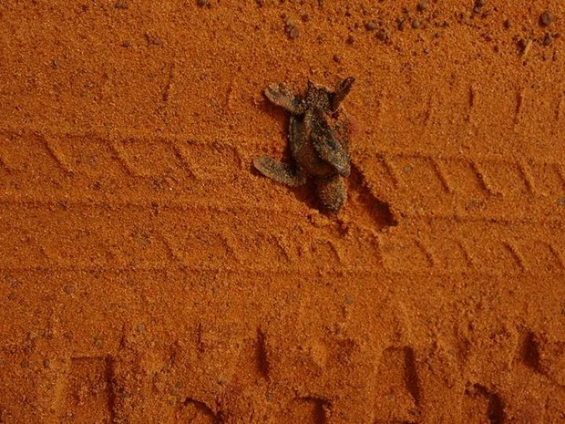 Tartarugas são atropeladas em São Miguel do Gostoso, RN (Foto: Heldene Santos/ONG Amjus)