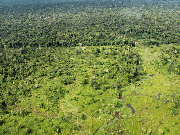Desmatamento no Amazonas  (Foto: Adneison Severiano/G1 AM)