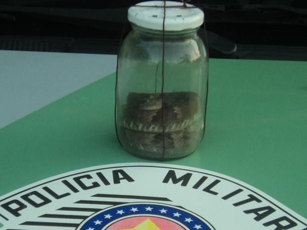 Cobra será devolvida à natureza pela Polícia Ambiental (Foto: Polícia Ambiental / Divulgação)